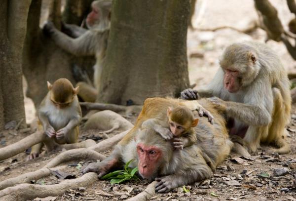 Rhesus macaque mo<em></em>nkeys grooming one another. 