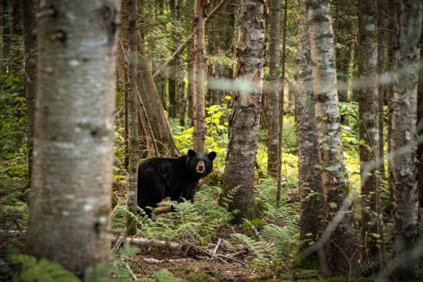 A Black bear walking through a forest