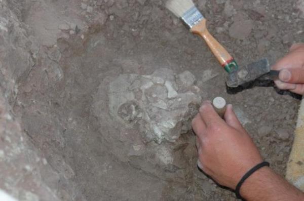 Excavation of the Anadoluvius turkae fossil, a significantly well-preserved partial cranium uncovered at the ?orakyerler fossil site in T?rkiye in 2015. The fossil includes most of the facial structure and the front part of the brain case. See SWNS story SWSCapes. Mankind might have walked out of Africa but their ape ancestors migrated there from Europe, a new study claims. A new ape from nearly nine million years ago has been discovered in Turkey and is related to living African apes and humans.The find underscores a theory that apes developed in Europe for around five million years before migrating into Africa wher<em></em>e modern humans developed.The ape, Anadoluvius turkae, is around 8.7 million years old, a<em></em>bout the size of a female gorilla and probably lived on the ground in a dry forest setting.