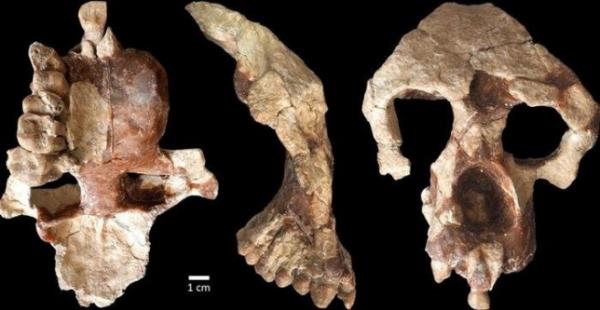 A new face and partial brain case of Anadoluvius turkae, a fossil hominine ? the group that includes African apes and humans ? from the ?orakyerler fossil site located in Central Anatolia, T?rkiye. See SWNS story SWSCapes. Mankind might have walked out of Africa but their ape ancestors migrated there from Europe, a new study claims. A new ape from nearly nine million years ago has been discovered in Turkey and is related to living African apes and humans.The find underscores a theory that apes developed in Europe for around five million years before migrating into Africa wher<em></em>e modern humans developed.The ape, Anadoluvius turkae, is around 8.7 million years old, a<em></em>bout the size of a female gorilla and probably lived on the ground in a dry forest setting.