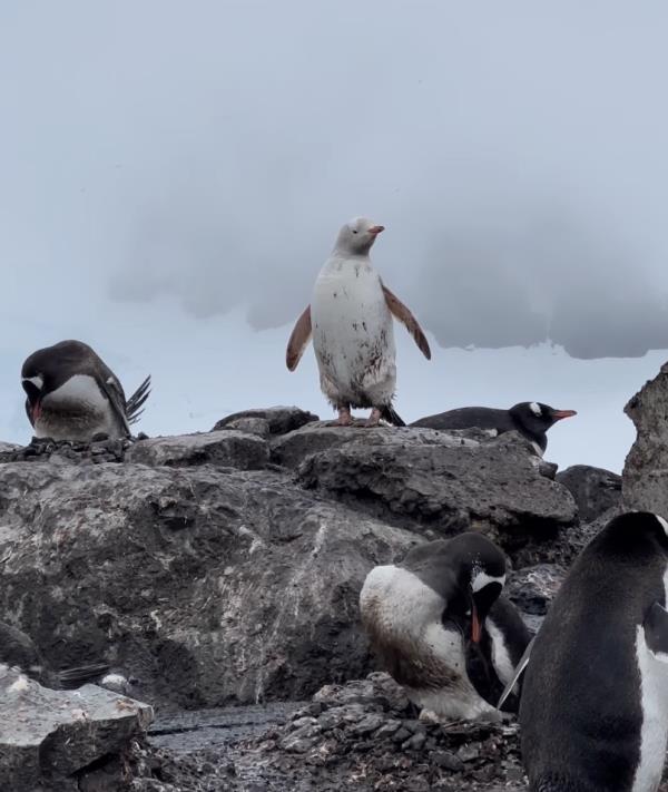 A rare white Gentoo penguin was spotted near the González Videla Antarctic ba<em></em>se in Antarctica. 