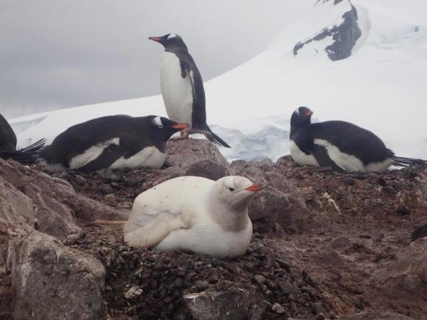 The penguin's coloring may make it an easier target for predators, according to experts.