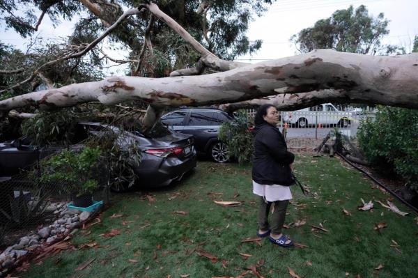 Maura Taura surveys the damaged cause by a downed tree outside her home after Tropical Storm Hilary went through Monday, on Aug. 21, 2023, in Sun Valley, Calif. 