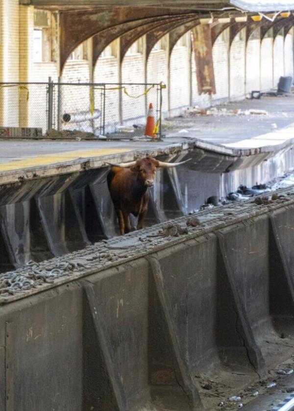 A bull stands on the tracks at Newark Penn Station, Thursday, Dec. 14, 2023, in Newark, N.J.