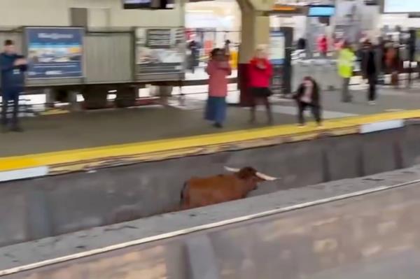 A bull stands on the tracks at Newark Penn Station, Thursday, Dec. 14, 2023, in Newark, N.J.