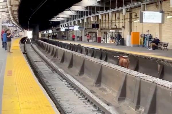 A bull stands on the tracks at Newark Penn Station, Thursday, Dec. 14, 2023, in Newark, N.J.