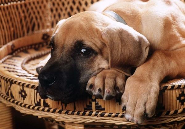 a great dane puppy looking a little sadly at the camera