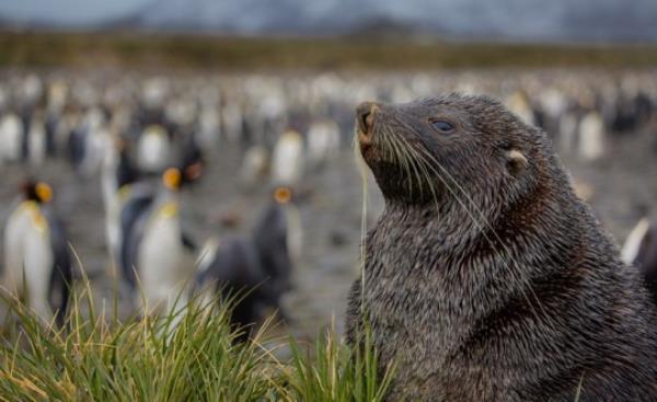 Warming temperatures around South Georgia Island are expected to impact a number of species