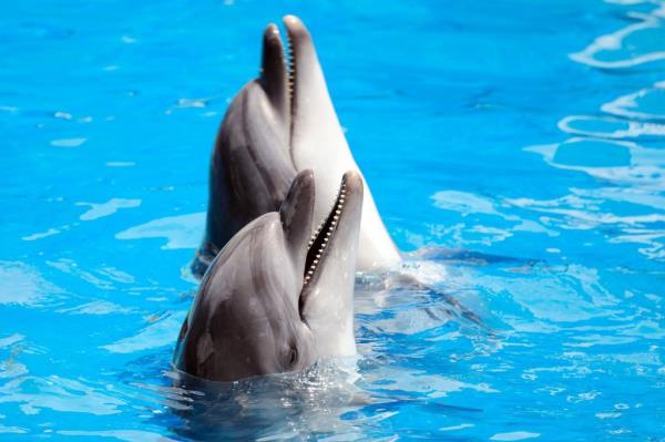 Two dolphins in a pool