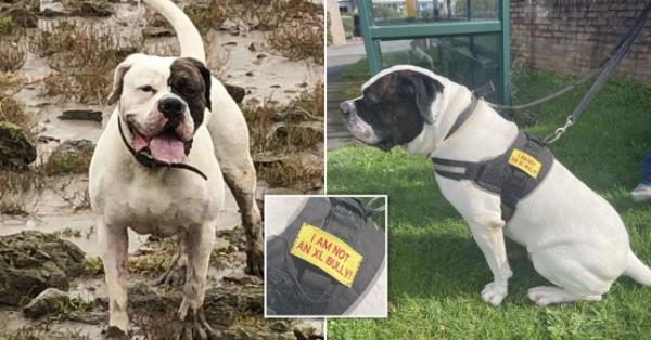 American bulldog with 'I am not an XL Bully' patch.