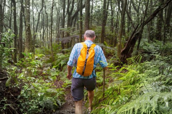 Hiker traversing a trail in the lush green jungle of Hawaii, USA