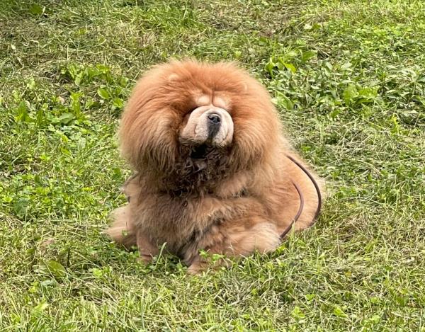 Panda the Chow Chow seen laying in the grass, her dense coat of fur prominently showing.