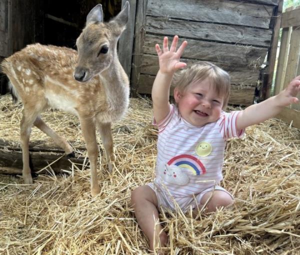 A baby deer, named Ziggy, a befriends 11-month-old human baby, called Isabella, at Mountfitchet Castle, Essex. 