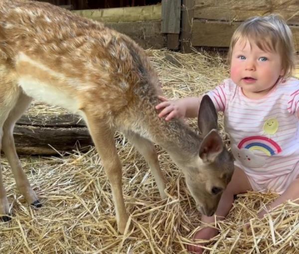 A baby deer, named Ziggy, a befriends 11-month-old human baby, called Isabella, at Mountfitchet Castle, Essex. 