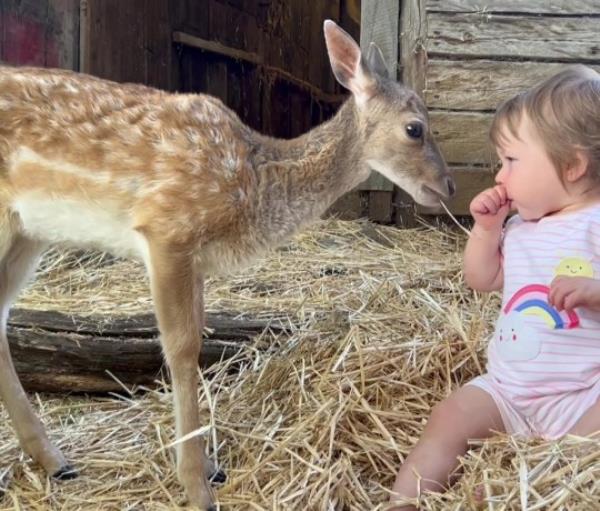 A baby deer, named Ziggy, a befriends 11-month-old human baby, called Isabella, at Mountfitchet Castle, Essex. 