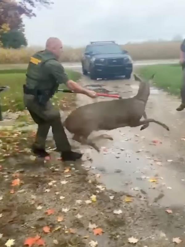 A screengrab from the video showing Officer David Loza wrestling with the deer.