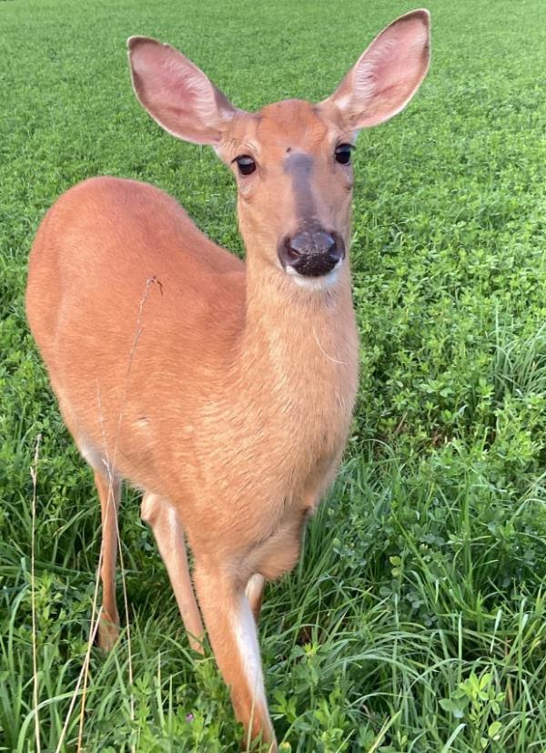 Annie is pictured looking at the camera.