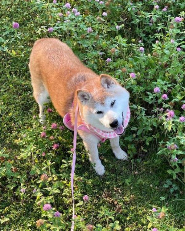 A picture of kabosu in a field of flowers.