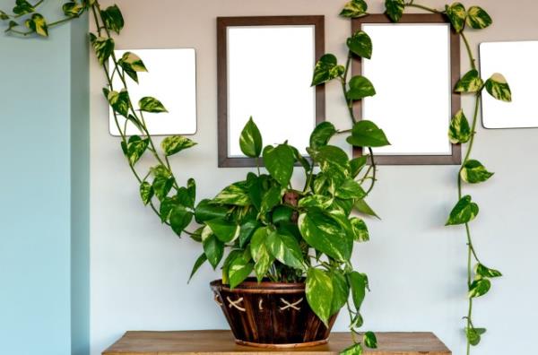 Boa plant mockup. Devil's ivy or Epipremnum aureum